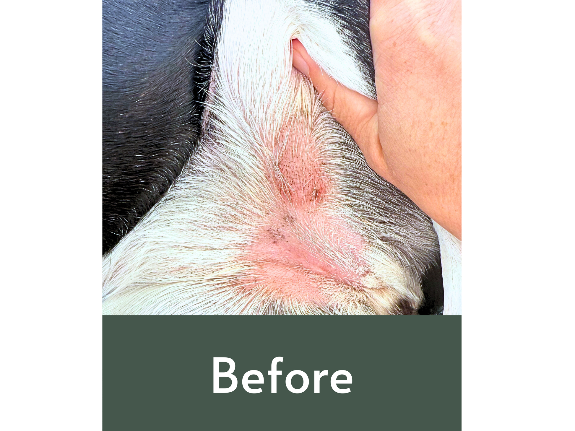 Close-up of a dog's belly with redness labeled 'Before' on a white background