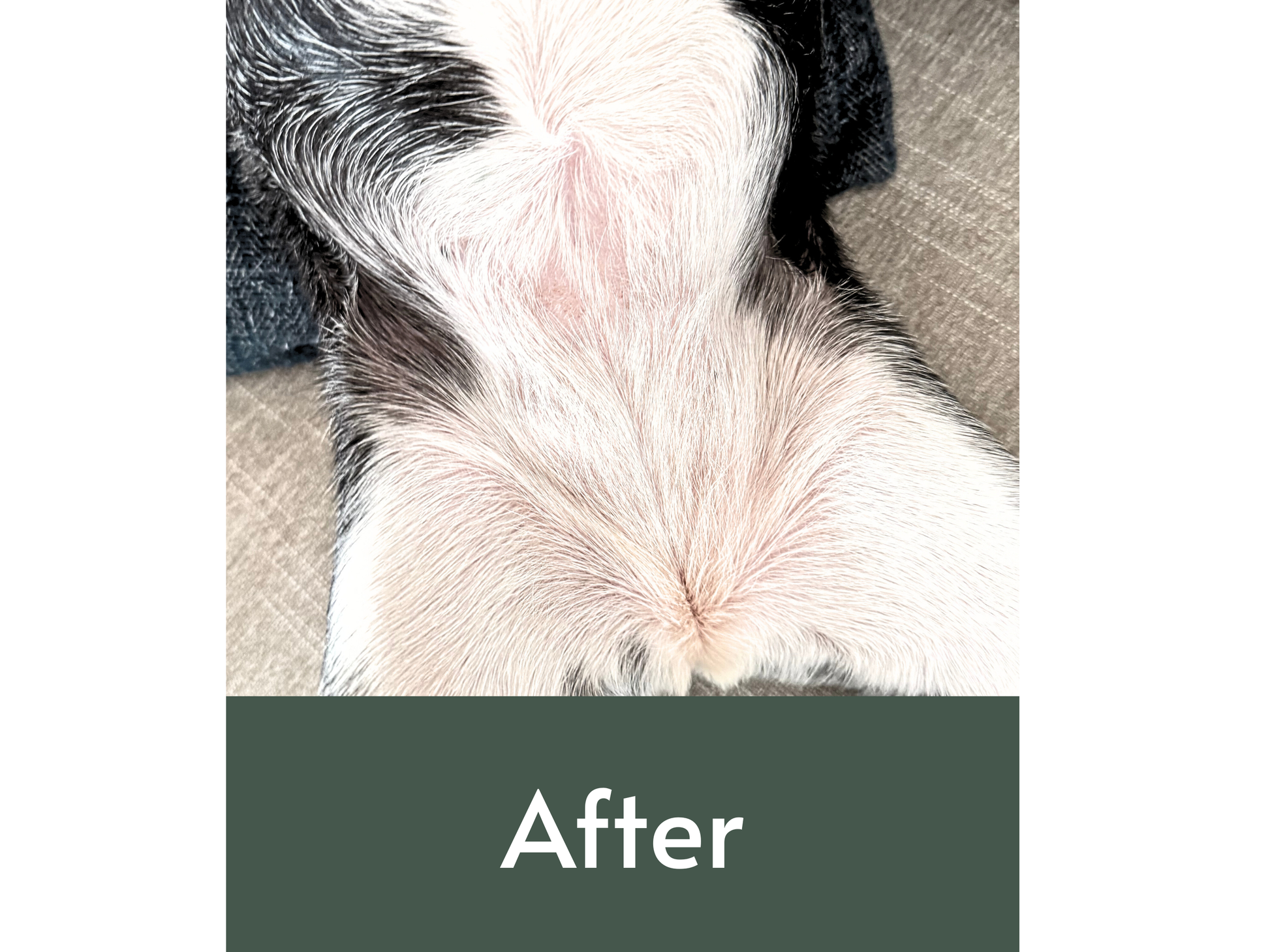 Close-up of a dog's clear belly with 'After' text on a green bar