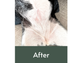 Close-up of a dog's clear belly with 'After' text on a green bar